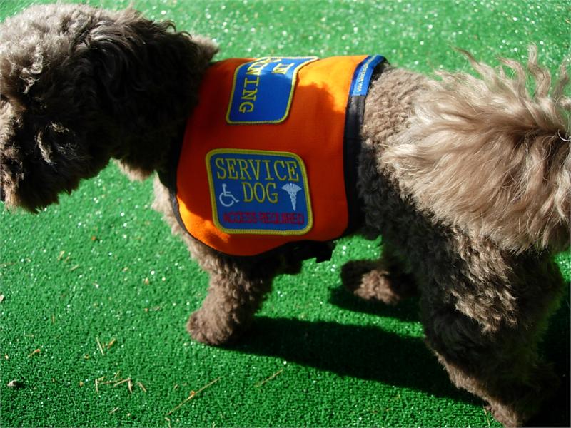 Medium Sized Dogs Service Dog Vest - Official vest for your small dog
