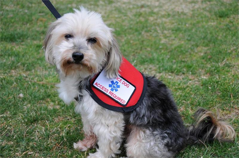 small service dogs small service vest official vest for small dogs small service dogs small service vest official vest for small dogs