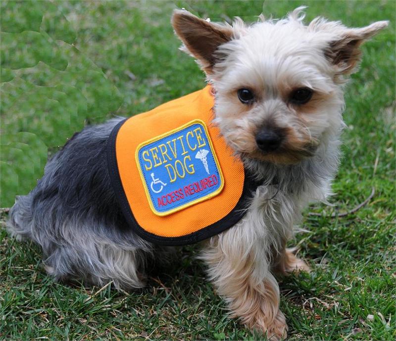 small service dogs service vest complete with 2 patches of your choice breeds picture small service dogs service vest complete with 2 patches of your choice breeds picture