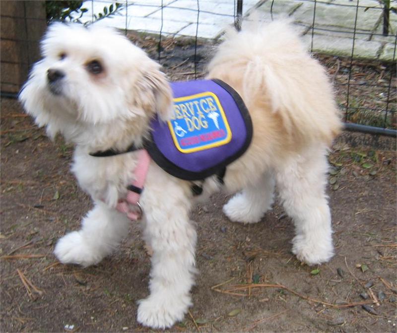 small service dogs small service vest official vest for small dogs small service dogs small service vest official vest for small dogs