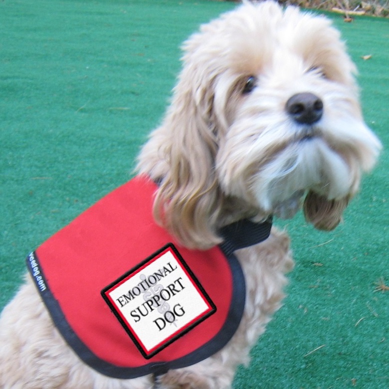 Emotional Support Dog Vest Complete with 2 Patches for small dogs