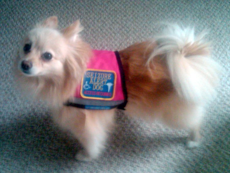 small service dogs service dogs vests motorcycle review and galleries small service dogs service dogs vests motorcycle review and galleries