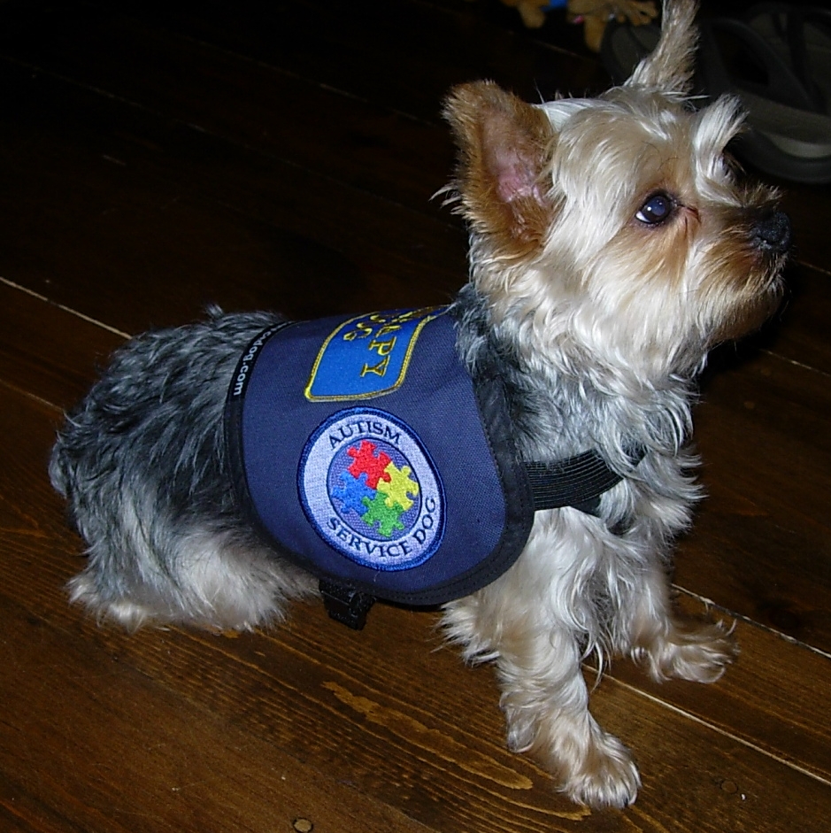 small service dogs small service vest official vest for small dogs small service dogs small service vest official vest for small dogs